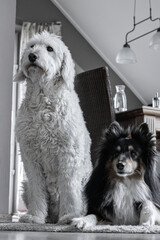 Hunde Family