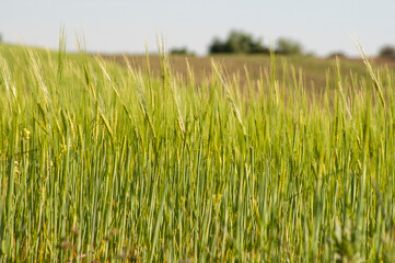Cultivo de cebada creciendo en primavera
