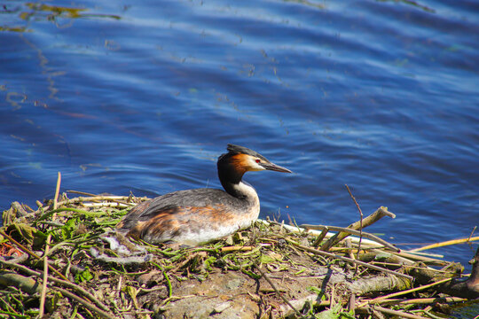 Brooding great crested grebe on lake Wannsee, Berlin - Germany