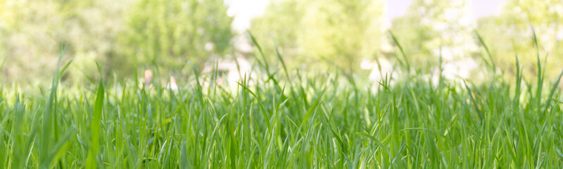 green young grass close up banner, selective soft focus
