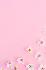 Beautiful white flowers of an apple tree on the bottom of pink vertical background