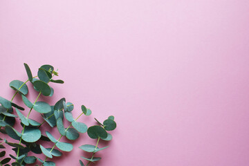 Eucalyptus branches  on a pink background. Flat lay, top view. Copy space.