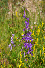 Fototapeta premium Beautiful flowers bellflower on a background of green grass on a sunny summer day
