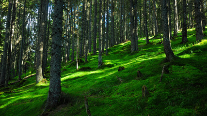 An inclined hill fully covered with moss on which grows a dense coniferous forest. Shreds of light illuminate the mossy ground creating a n enchanting visual effect. Apuseni Massif, Carpathia, Romania