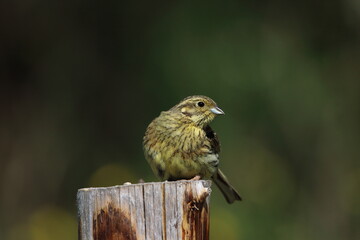 Female Cirl bunting on a post.