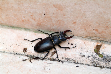 Zoology, Stag Beetle