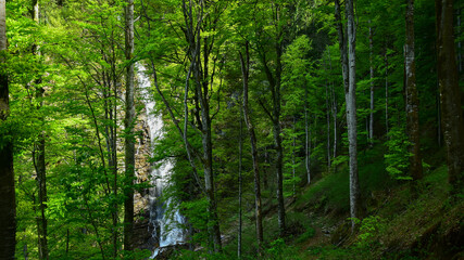 Scorusu waterfall seen through a dense and wild beech tree forest. Summer season, Capatanii Massif, Carpathia, Romania.