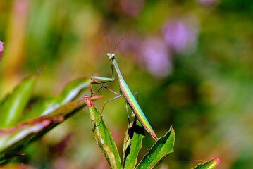 Zoology, Praying Mantis