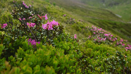 Obraz premium Pink Mountain Peony flowers in Carpathian Mountains during springtime. Capatanii Massif, Romania. 