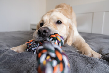Fototapeta na wymiar Cheerful golden retriever with a colored rope toy in his teeth. The big dog plays at home with the owner. Pet grooming and animal concept