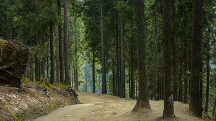 Hiking along a footpath that winds in a coniferous forest during spring season. Rodna Mountains, Carpathia, Romania.
