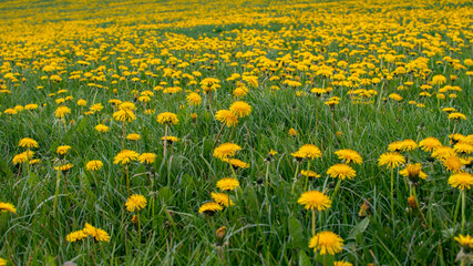 Green meadow with thousands of dandelion plants