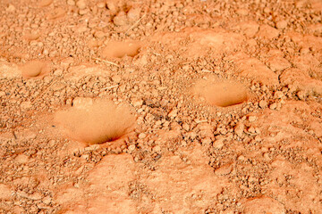 Trap for the prey of the elephant insect