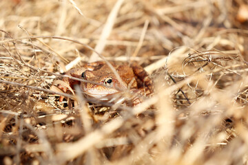 frog in flowers