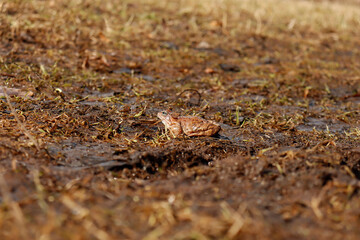 the frog in the swamp