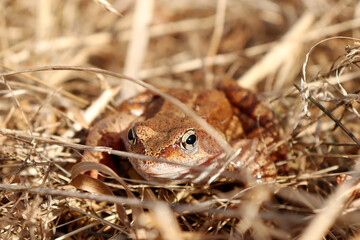 frog on the grass