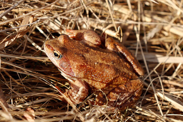 frog on the grass
