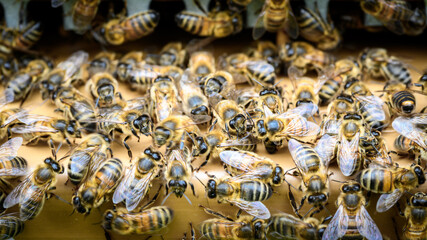 Ruche et abeilles