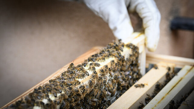 Ruche et abeilles 2