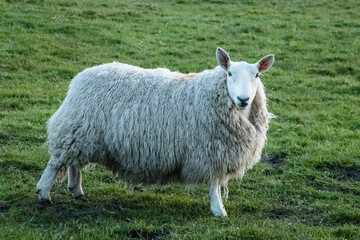 A single sheep with a thick fleece looking towards the camera