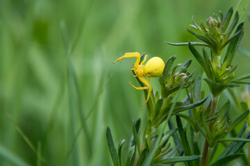 yellow garden spider