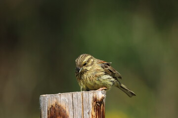 Naklejka premium A female Cirl bunting perched.