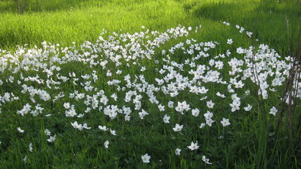 A field of white flowers at the end of May 
