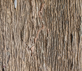 The texture of the old wooden surface is deteriorated and decayed naturally..