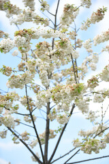 Beautiful white cherry blossom grows on a tree with blue sky background