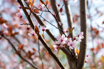 Pink cherry blossom on blue sky and other blossoms in background in Barcelona Spain in spring