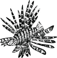 Lionfish on the sea. Hand drawn vector illustrations isolated on white background. Monochrome engraving technique.