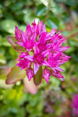 A close up of a purple flower
