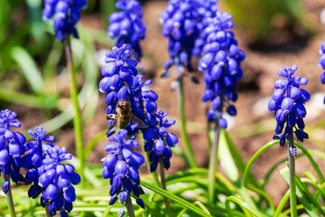 The Bee on the Flower in the green Nature