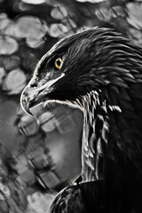 Discolored eagle with an attentive yellow eye, contrasting golden eagle dangerously  sivol military