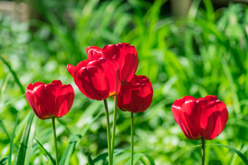 Buds of red flowers on a background of green grass out of focus