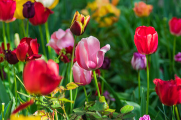A photograph of a large number of multi-colored flowers, most of which are out of focus. For screensaver