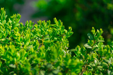 Fototapeta na wymiar Branches of bushes with green leaves, against the background of bushes in defocus