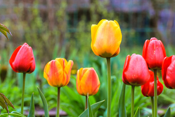 Beautiful yellow and red blooming tulips on long stems on a green natural background. Spring blooming garden, yard. Amazing blossoming flowers on the lawn.