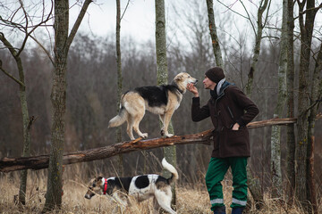 Man training mixed breed dogs at atutumn meadow