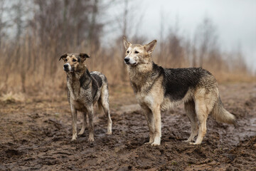 Obraz premium Very dirty and wet mixed breed shepherd dogs