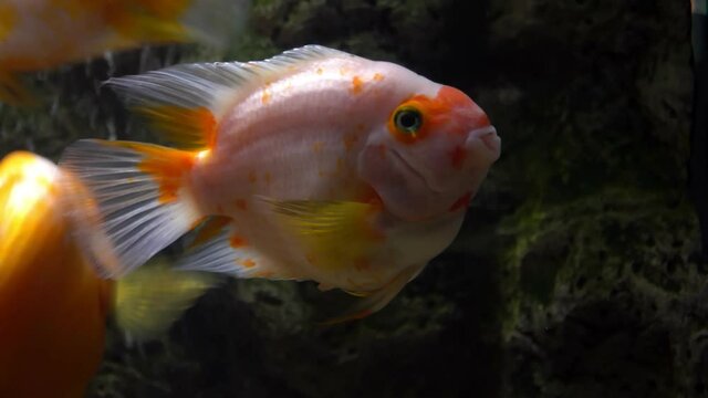Portrait of a goldfish in an aquarium