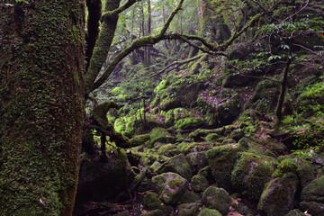Deep forest of Yakushima, Japan