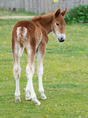Suffolk Foal In Paddock