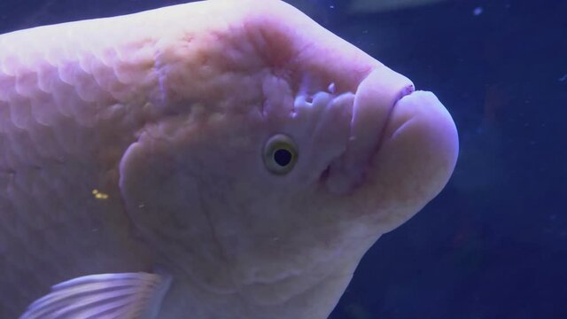Slowly and thoughtfully swims Giant Albino Pacu Fish