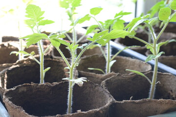 Tomato seedlings in biodegradable pots