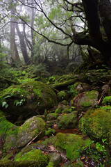 Fototapeta na wymiar Deep forest of Yakushima, Japan