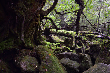 Deep forest of Yakushima, Japan