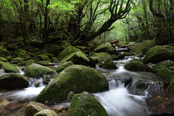 Naklejka na ściany i meble Deep forest of Yakushima, Japan