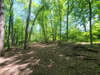 path in the forest