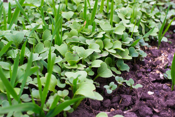Young greens grow in the garden. springtime.